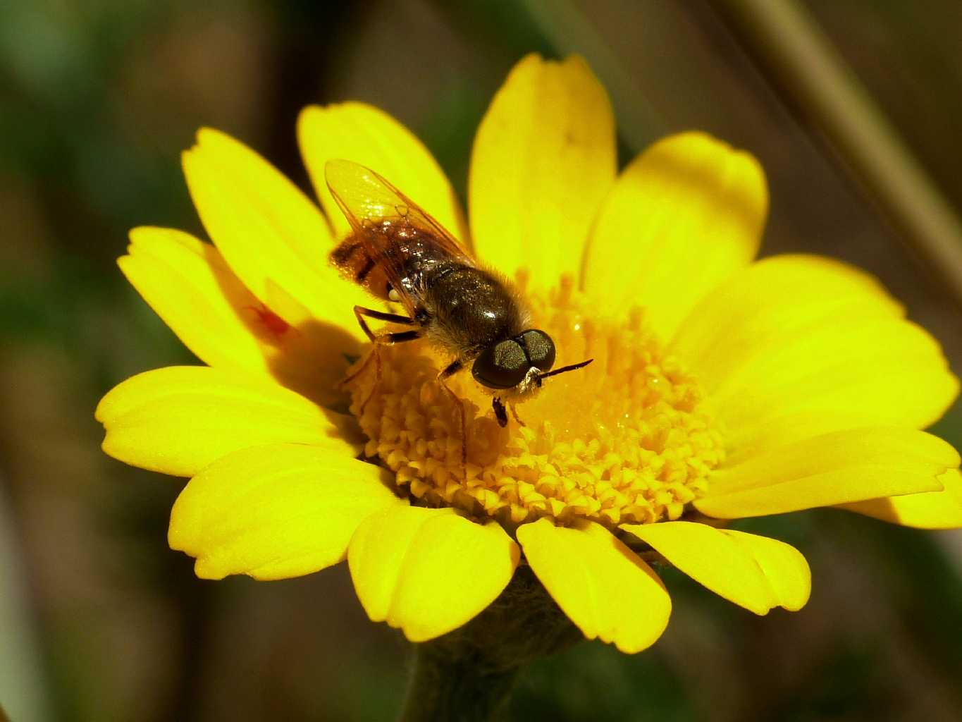 Stratiomidae addome rossastro